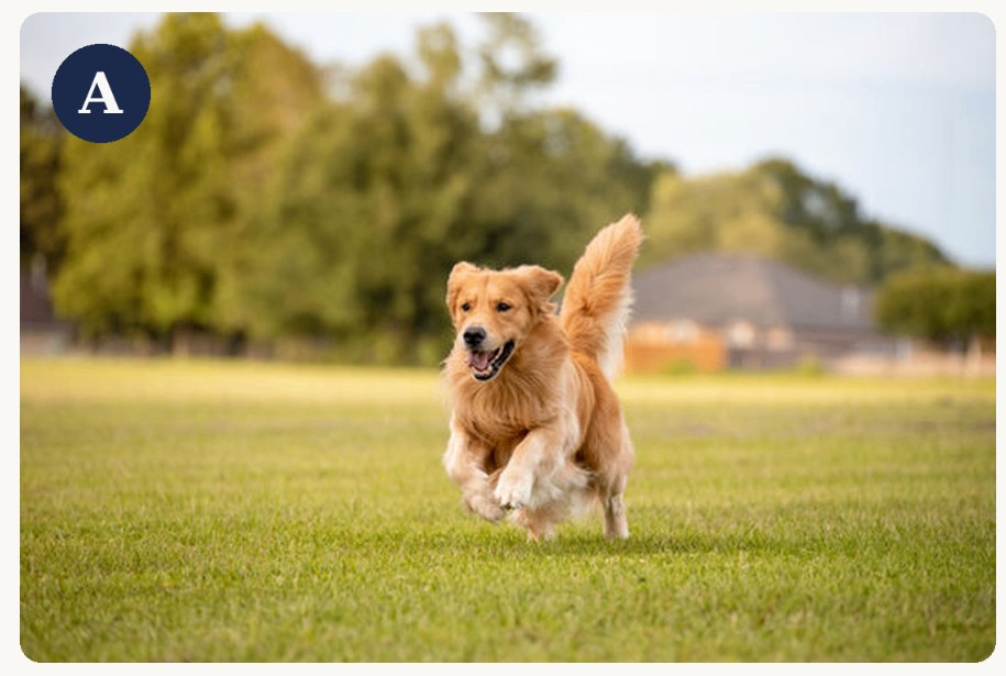 Photo A: a golden retriever running on grass