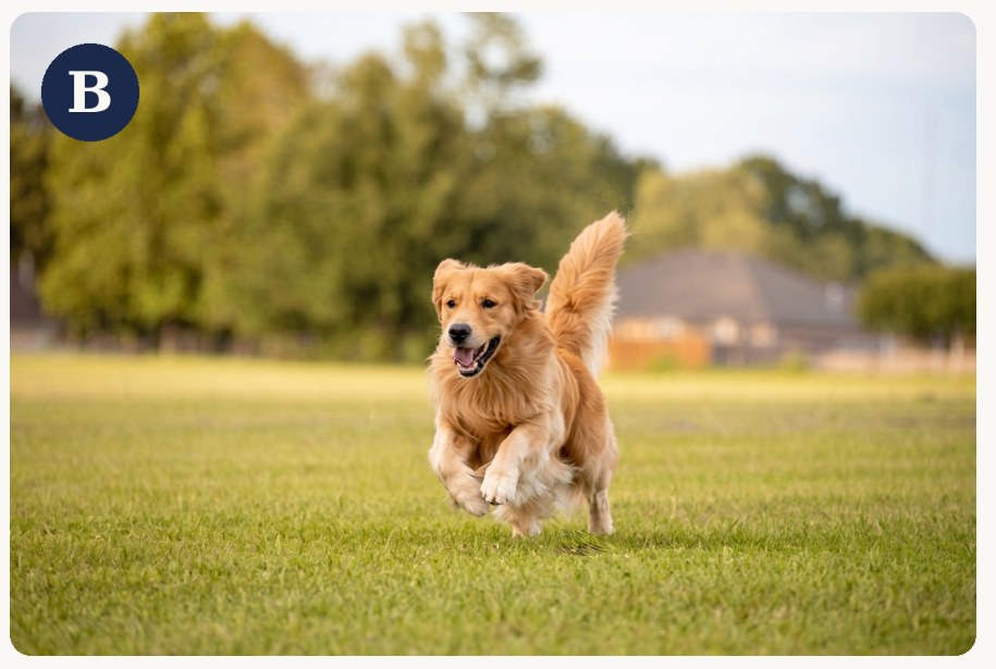 Photo B: a nearly identical golden retriever running on grass
